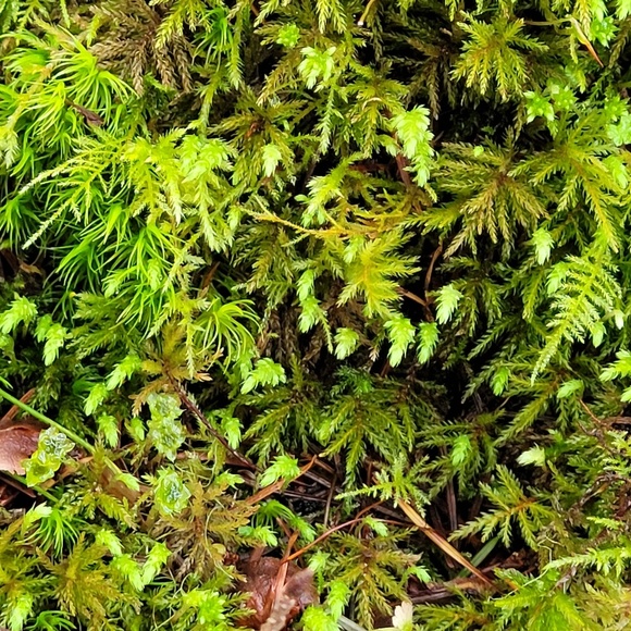 Meet your Posher, Lindy - Picture 1 of 1